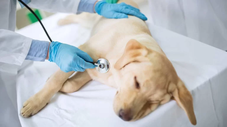 requisitos-para-abrir-una-clínica-veterinaria